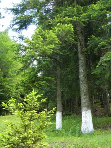 Andreiasu de Jos - Focul Viu 15