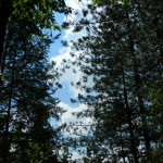 Andreiasu de Jos - Focul Viu 22