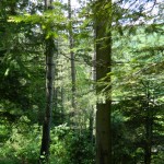 Andreiasu de Jos - Focul Viu 23