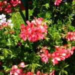 Focsani - Piata Unirii 23