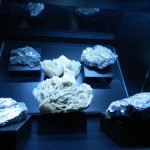 Muzeul Poni-Cernatescu 03