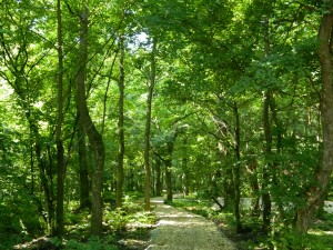 Muzeul Satului - Petresti 01