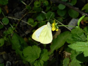 Muzeul Satului - Petresti 07